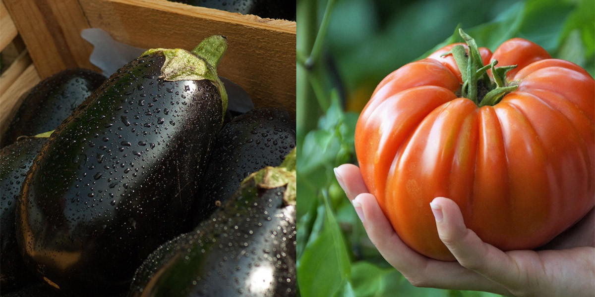 Pomodori e melanzane XXL: la chiave è nei geni
